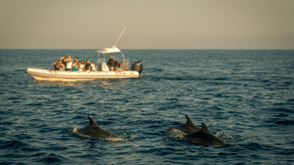 Dolphin Tour